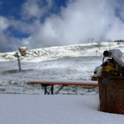 Schnee auf einem Berg mit einer Blume. Auf dem Feldberg liegt zu den Eisheiligen Schnee.